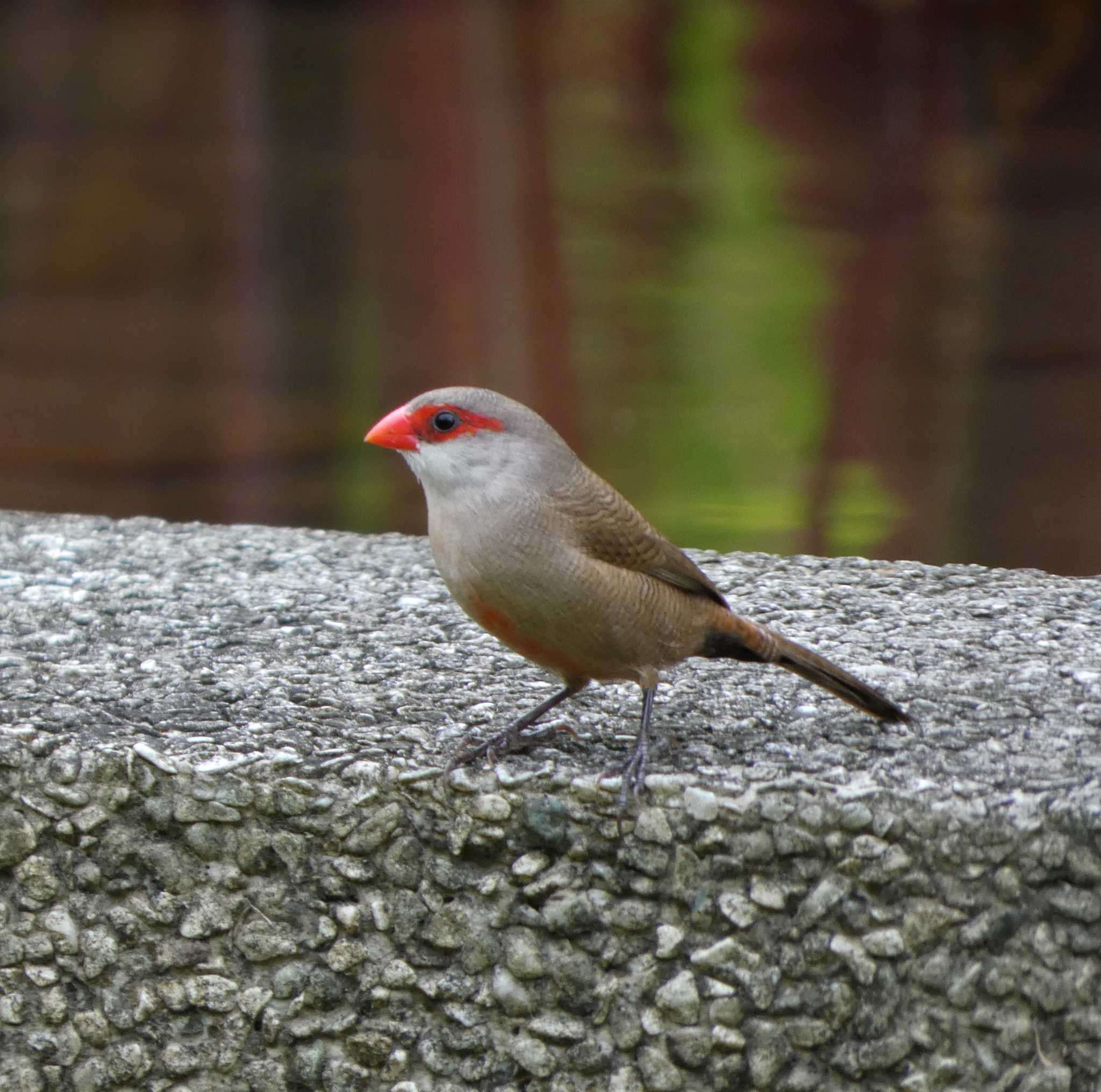 Photo of Common Waxbill at マレーシア by このはずく