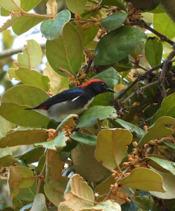 Scarlet-backed Flowerpecker マレーシア Wed, 8/17/2022