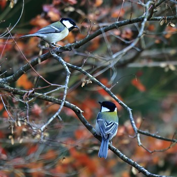 シジュウカラ 西湖野鳥の森公園 2022年11月8日(火)