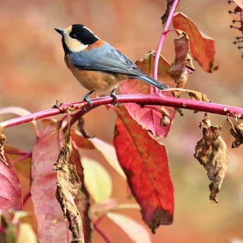 Varied Tit 西湖野鳥の森公園 Tue, 11/8/2022