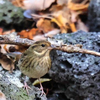 Masked Bunting 西湖野鳥の森公園 Tue, 11/8/2022