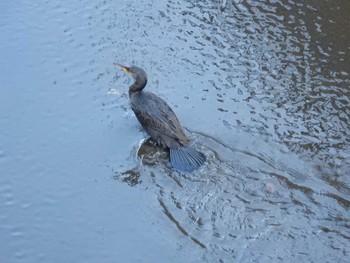 2022年11月8日(火) 妙正寺川の野鳥観察記録