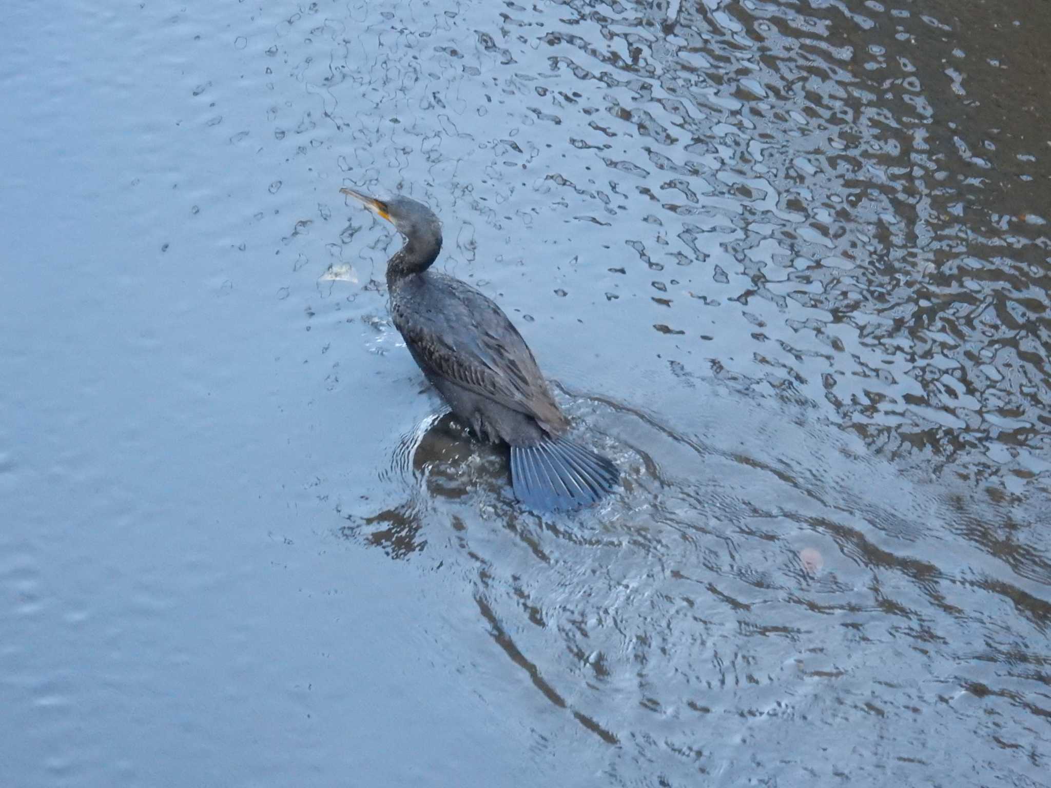 Photo of Great Cormorant at 妙正寺川 by morinokotori