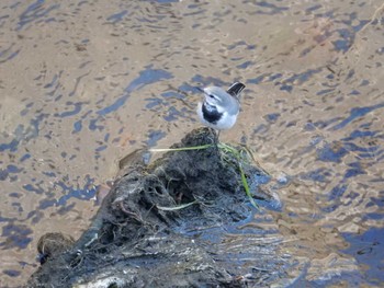 White Wagtail 妙正寺川 Tue, 11/8/2022