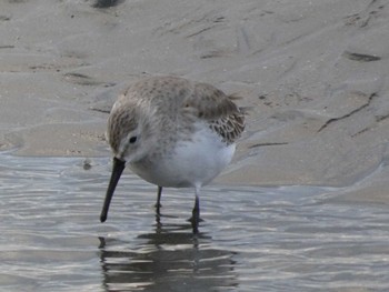 2022年11月5日(土) ふなばし三番瀬海浜公園の野鳥観察記録