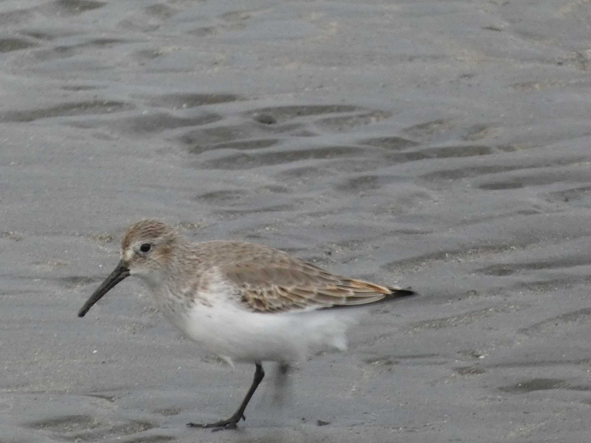 ふなばし三番瀬海浜公園 ハマシギの写真 by TAGAMEDORI