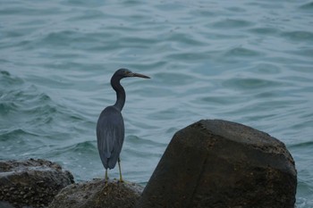 Pacific Reef Heron Kunigamison Tue, 11/8/2022