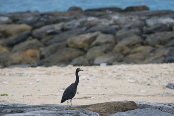 Pacific Reef Heron Kunigamison Tue, 11/8/2022