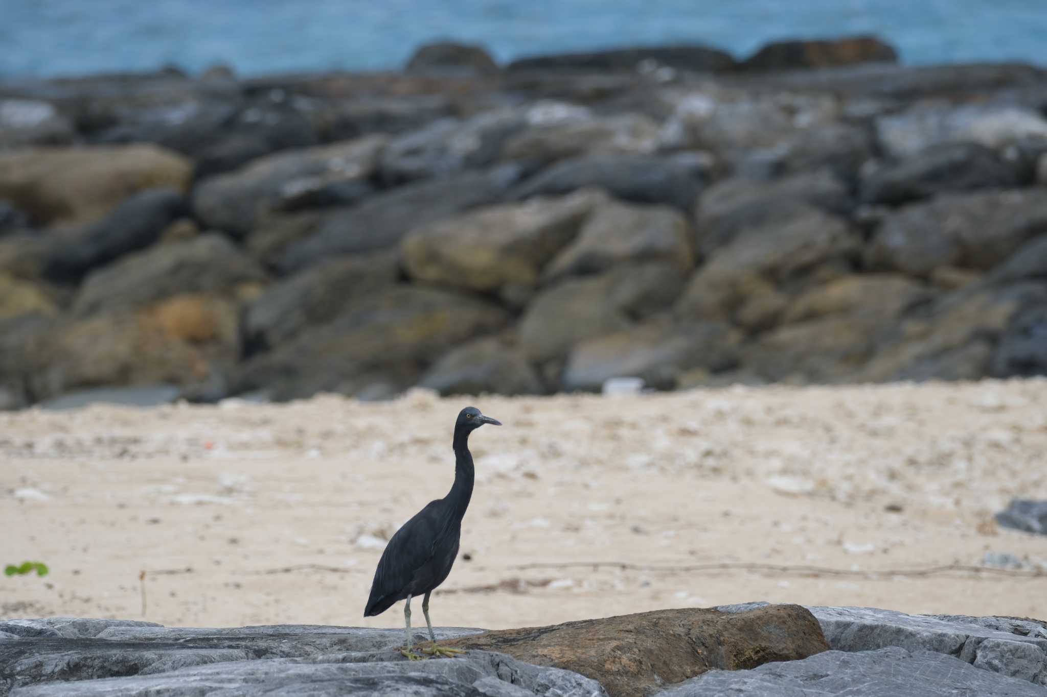 Photo of Pacific Reef Heron at Kunigamison by たけし