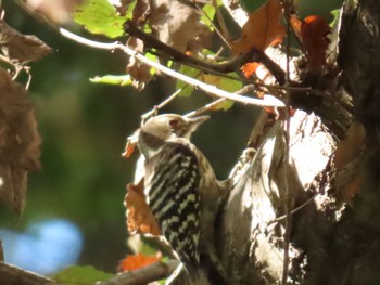 Japanese Pygmy Woodpecker Mizumoto Park Tue, 11/8/2022