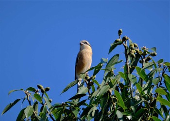 Bull-headed Shrike 東京都立桜ヶ丘公園(聖蹟桜ヶ丘) Wed, 11/2/2022