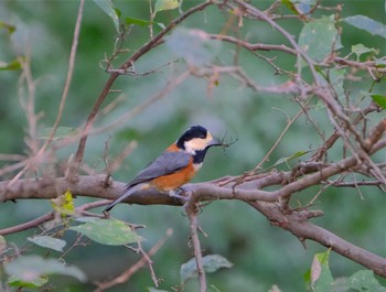 Varied Tit 東京都立桜ヶ丘公園(聖蹟桜ヶ丘) Fri, 11/4/2022