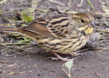 Masked Bunting Chikozan Park Tue, 11/8/2022