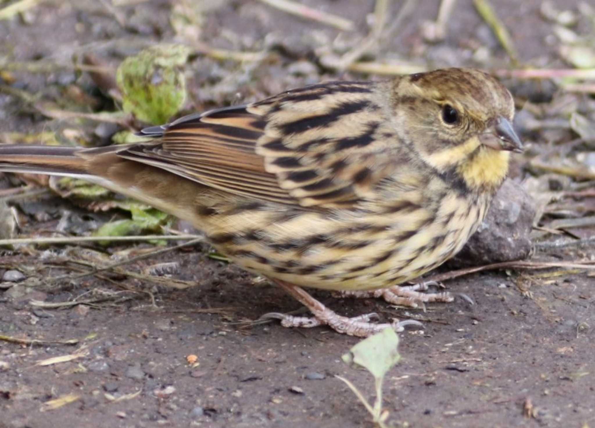 Masked Bunting