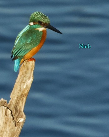 Common Kingfisher Unknown Spots Unknown Date