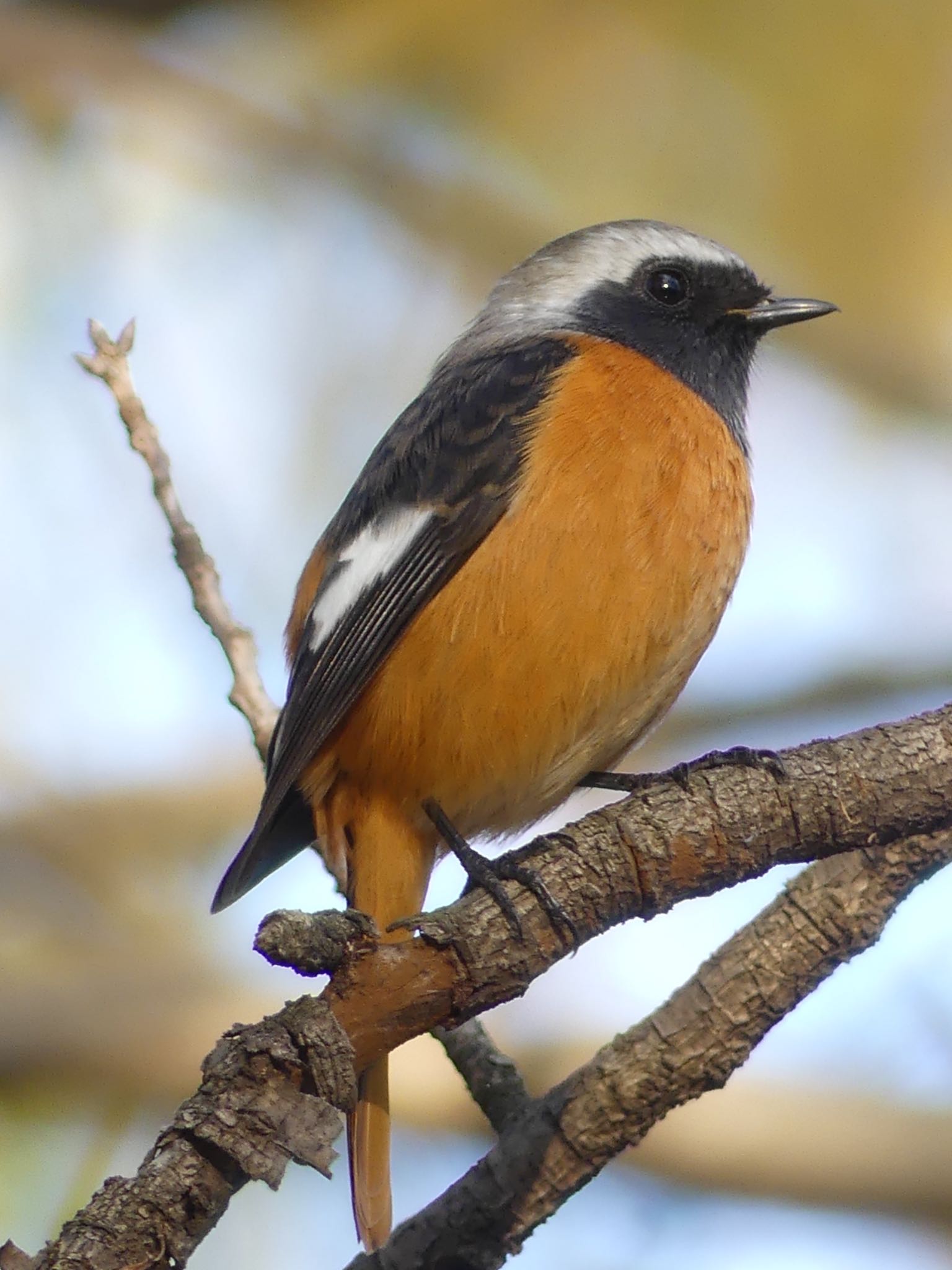 Daurian Redstart