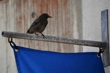 Blue Rock Thrush 美ら海水族館  Tue, 11/1/2022