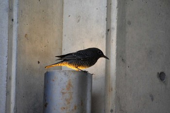 イソヒヨドリ 美ら海水族館 2022年11月1日(火)