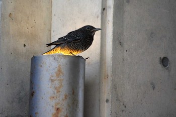 Blue Rock Thrush 美ら海水族館 Tue, 11/1/2022