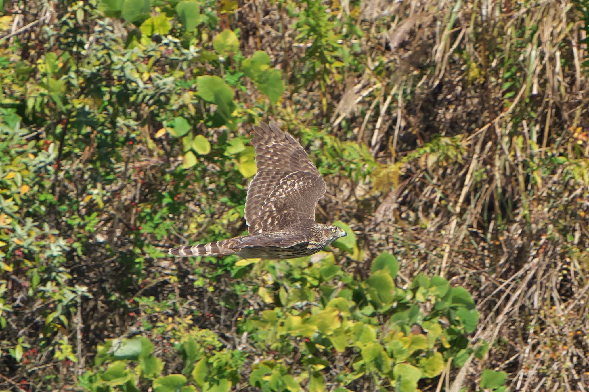 Eurasian Goshawk