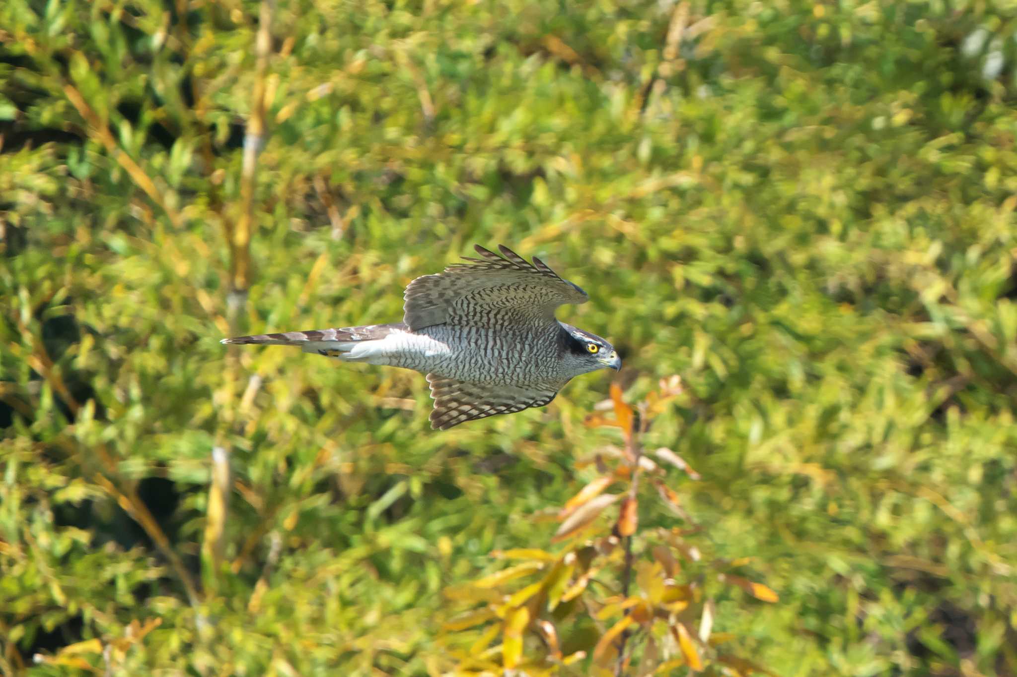 Photo of Eurasian Goshawk at 明石市 by 禽好き