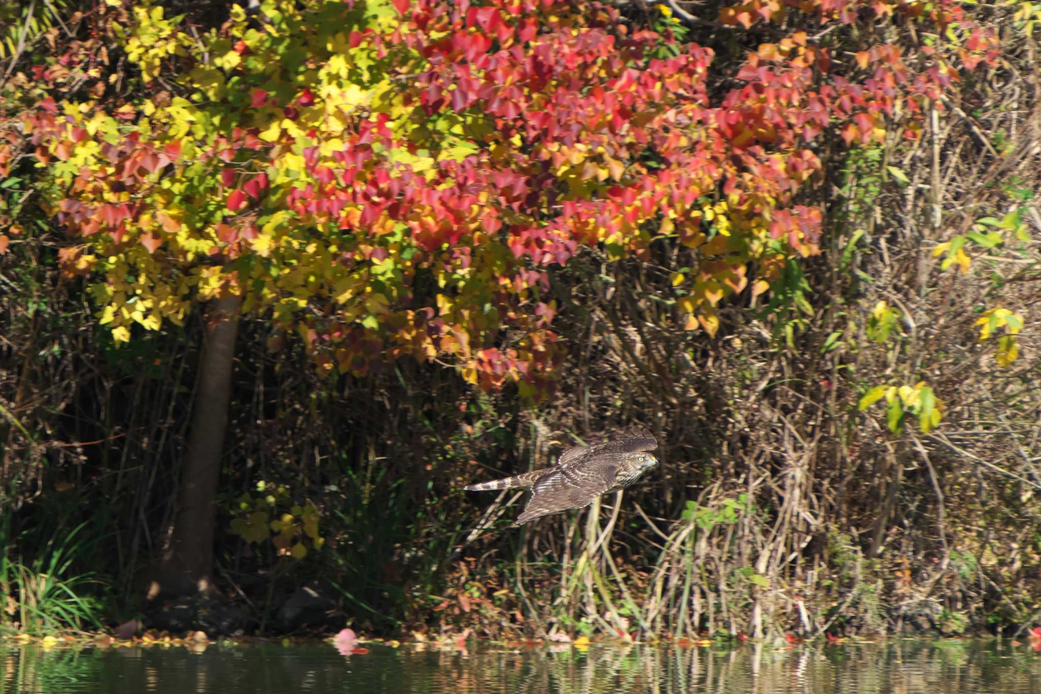 Eurasian Goshawk