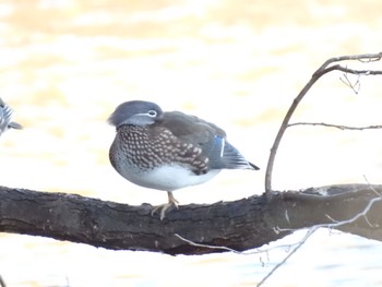 Mandarin Duck 北海道帯広市 Sun, 11/6/2022