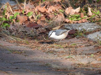 Eurasian Nuthatch(asiatica) 北海道帯広市 Mon, 11/7/2022