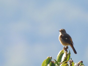 Daurian Redstart 自宅 Wed, 11/2/2022