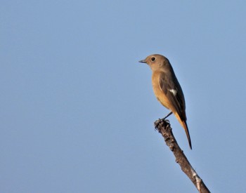 2022年10月29日(土) ふなばし三番瀬海浜公園の野鳥観察記録