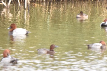 2022年11月5日(土) 東京港野鳥公園の野鳥観察記録