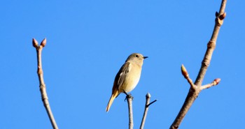 Daurian Redstart Arima Fuji Park Sun, 11/6/2022