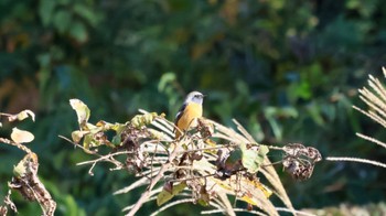 Daurian Redstart Arima Fuji Park Sun, 11/6/2022