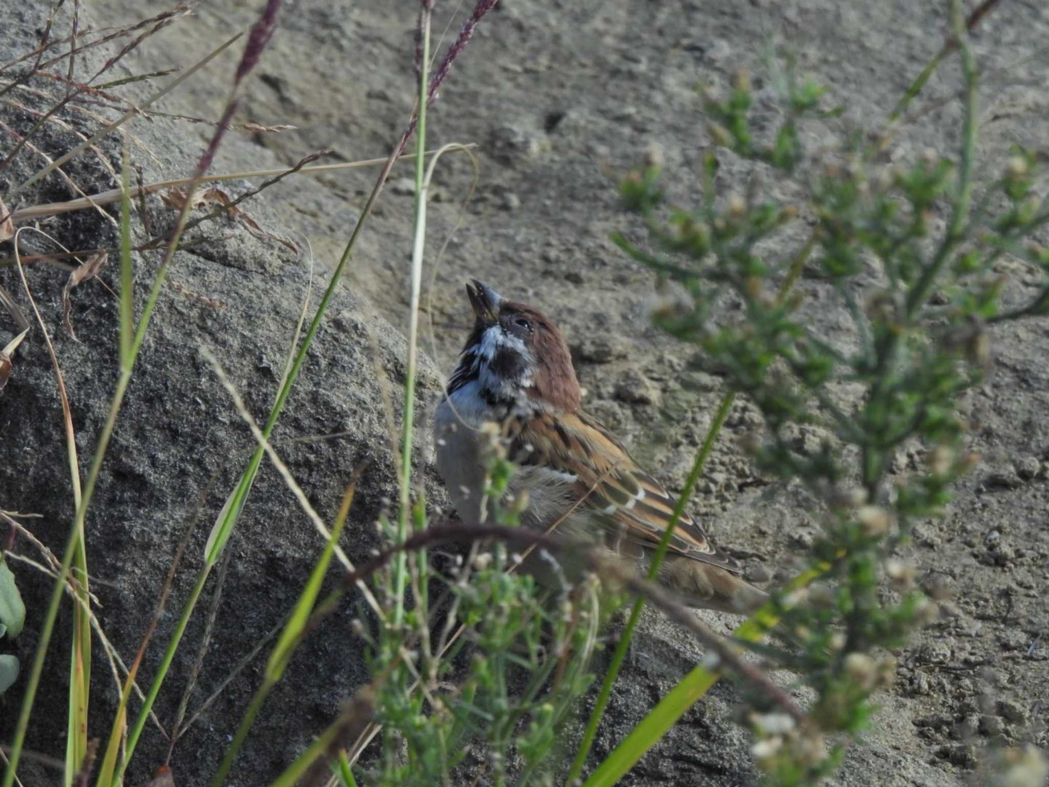 葛西臨海公園 スズメの写真 by NM🐥📷