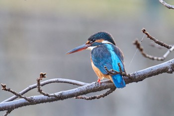 2022年11月9日(水) 近所の野鳥観察記録