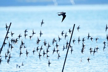 ハヤブサ ふなばし三番瀬海浜公園 2022年11月6日(日)