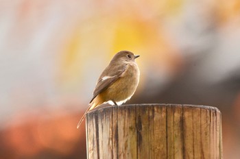 Daurian Redstart 近所の公園 Wed, 11/9/2022