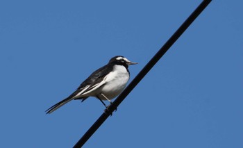 Japanese Wagtail 岡山市彦崎 Wed, 11/9/2022