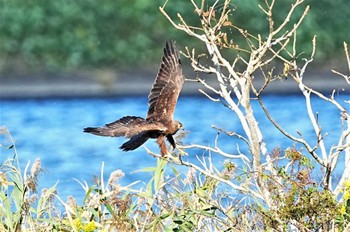 チュウヒ コジュリン公園 2022年11月3日(木)