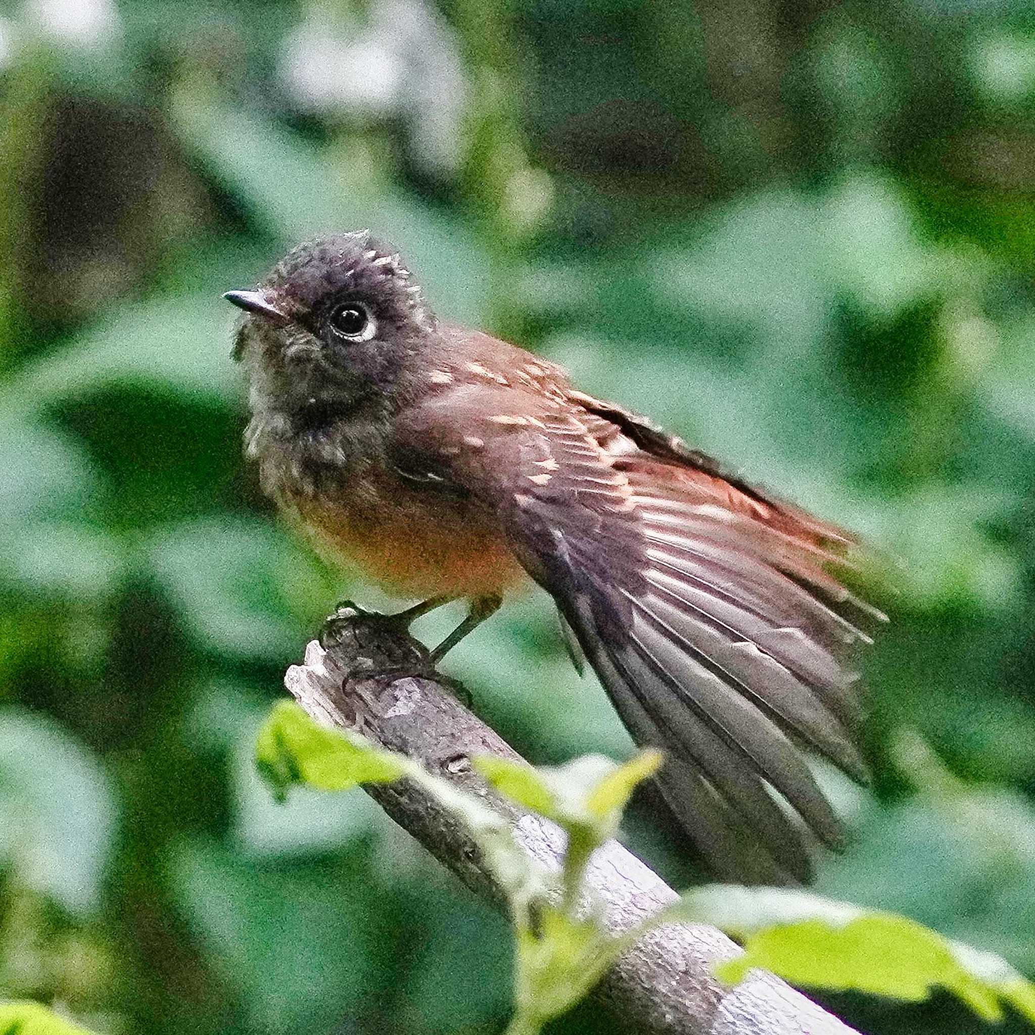 Khao Mai Keao Reservation Park チャムネサメビタキの写真 by span265