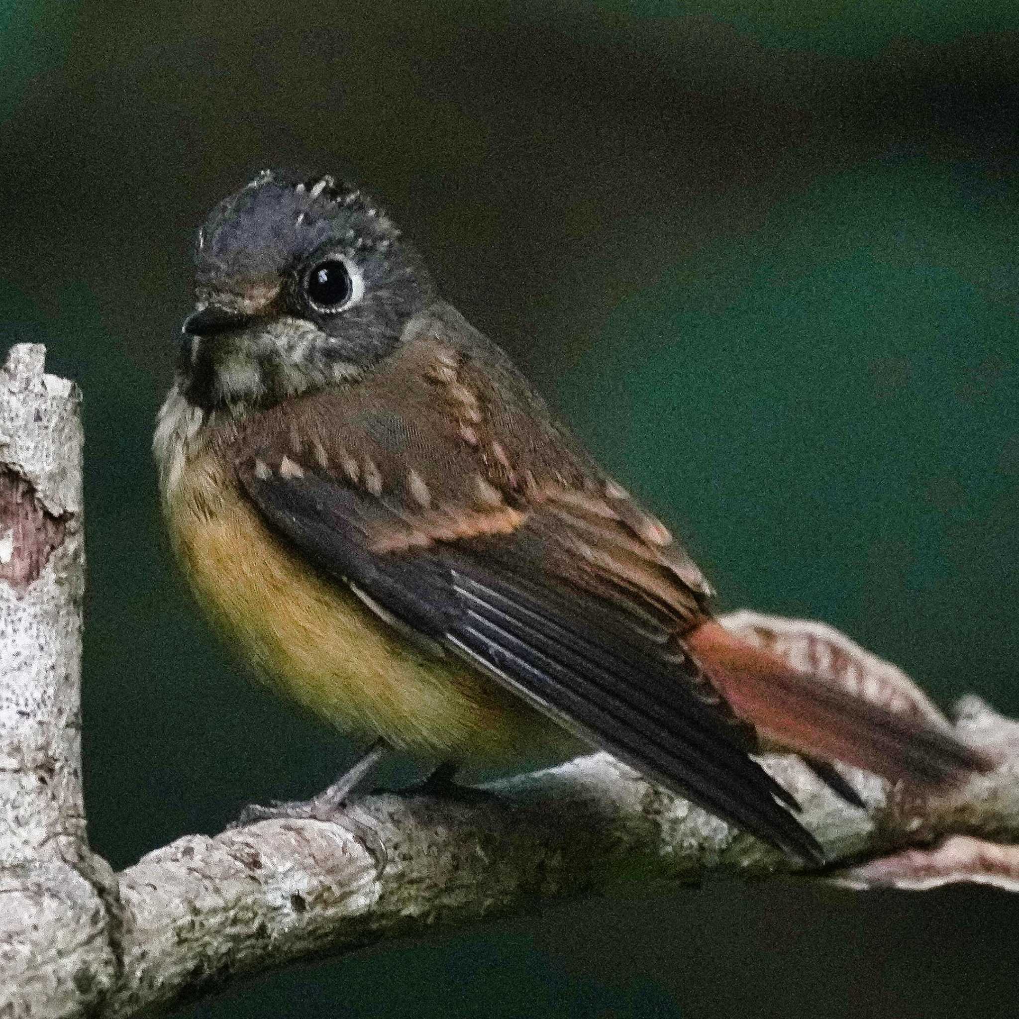 Brown-breasted Flycatcher