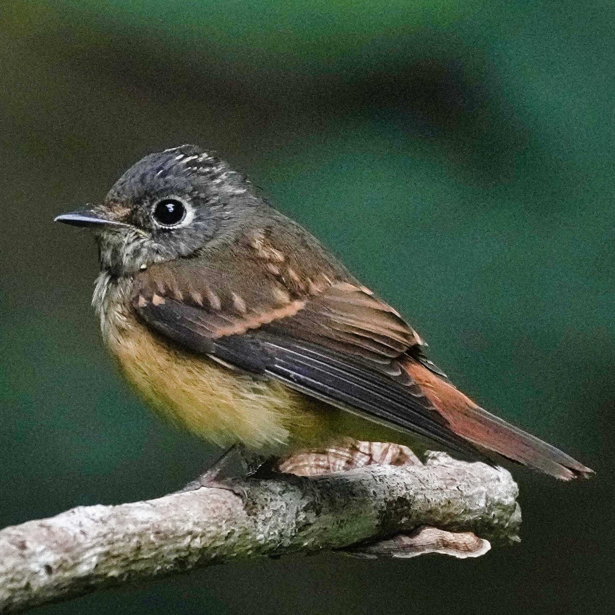 Brown-breasted Flycatcher