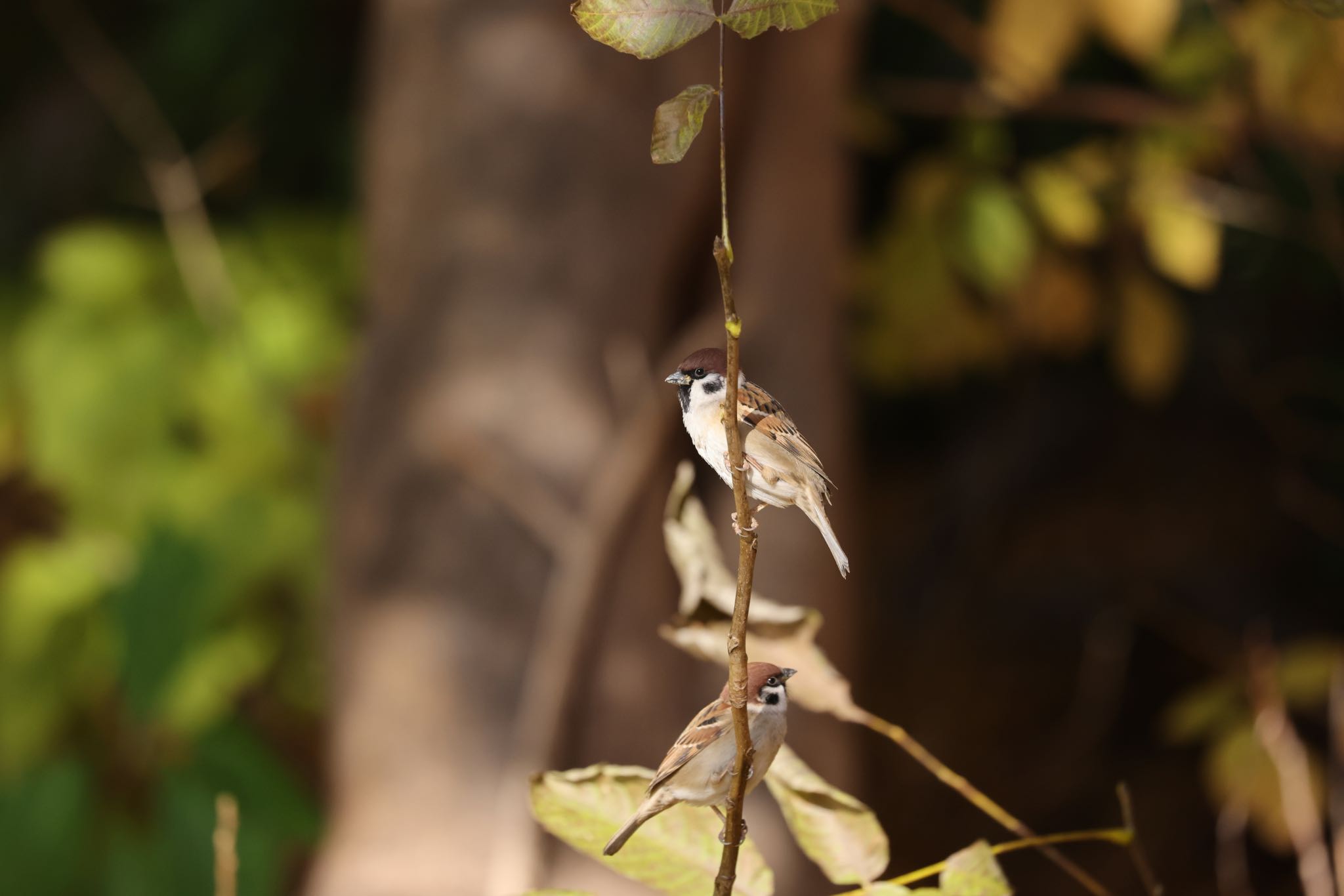 北海道大学 スズメの写真 by will 73