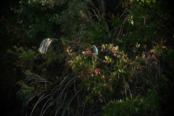 Common Kingfisher Nagahama Park Wed, 11/9/2022