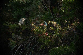 2022年11月9日(水) 長浜公園の野鳥観察記録