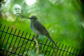 Brown-eared Bulbul Nagahama Park Wed, 11/9/2022