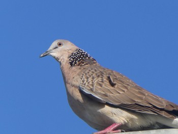 Spotted Dove Penrith, NSW, Australia Sat, 11/5/2022