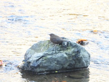 カワガラス 奥武蔵 横瀬川 2022年11月9日(水)