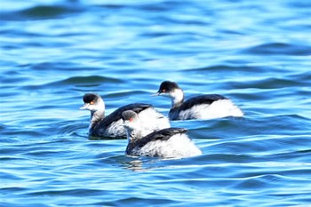 ハジロカイツブリ ふなばし三番瀬海浜公園 2022年11月6日(日)