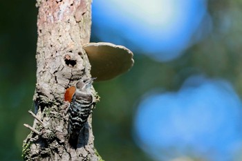 コゲラ 秋ヶ瀬公園(ピクニックの森) 2022年10月30日(日)